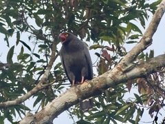 Buteogallus schistaceus