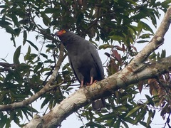 Buteogallus schistaceus