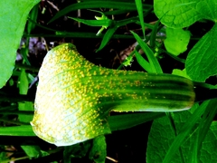 Uromyces ari-triphylli