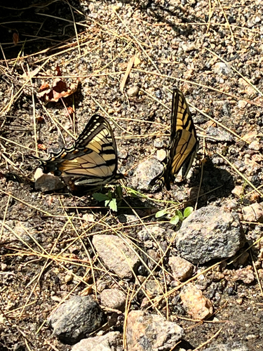 Common Swallowtails