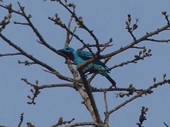 Cotinga cayana