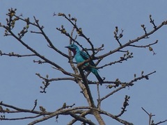 Cotinga cayana
