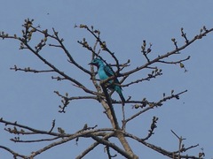 Cotinga cayana