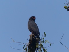 Buteogallus schistaceus