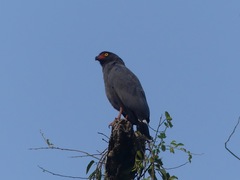 Buteogallus schistaceus