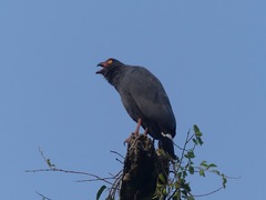 Buteogallus schistaceus