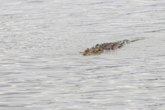 Crocodylus niloticus africanus