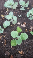 Brassica oleracea viridis
