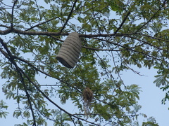 Todirostrum chrysocrotaphum