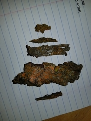 Xanthomendoza oregana