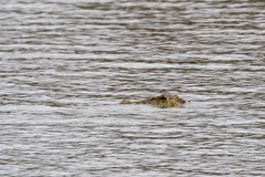 Crocodylus niloticus africanus