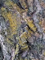 Xanthomendoza oregana
