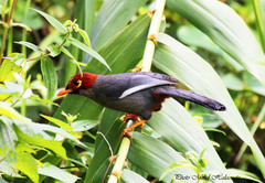 Pterorhinus treacheri