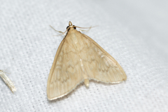 Framinghamia helvalis