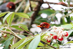 Pterorhinus treacheri