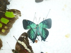 Atlides polybe