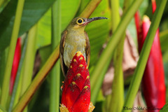 Arachnothera flavigaster