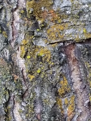 Xanthomendoza oregana