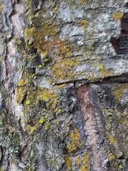 Xanthomendoza oregana