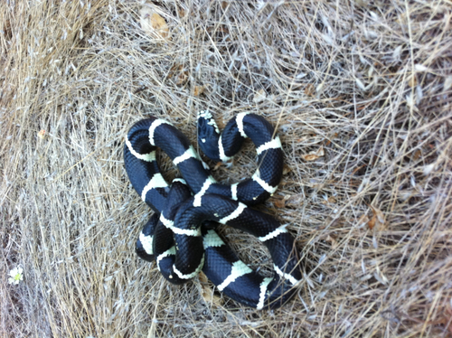 Lampropeltis californiae