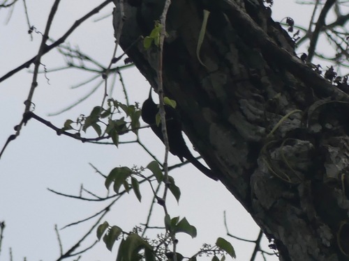 Inambari Woodcreeper (Lepidocolaptes fatimalimae), photo 5