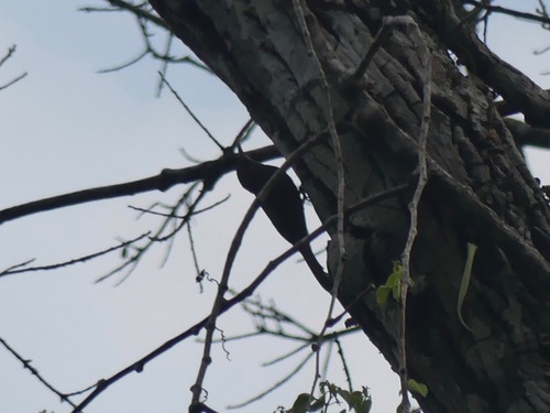 Inambari Woodcreeper (Lepidocolaptes fatimalimae), photo 3