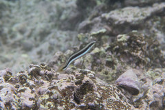 Aspidontus dussumieri