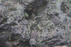 Aspidontus dussumieri