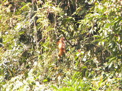 Trachypithecus pileatus