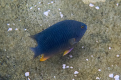 Plectroglyphidodon gascoynei