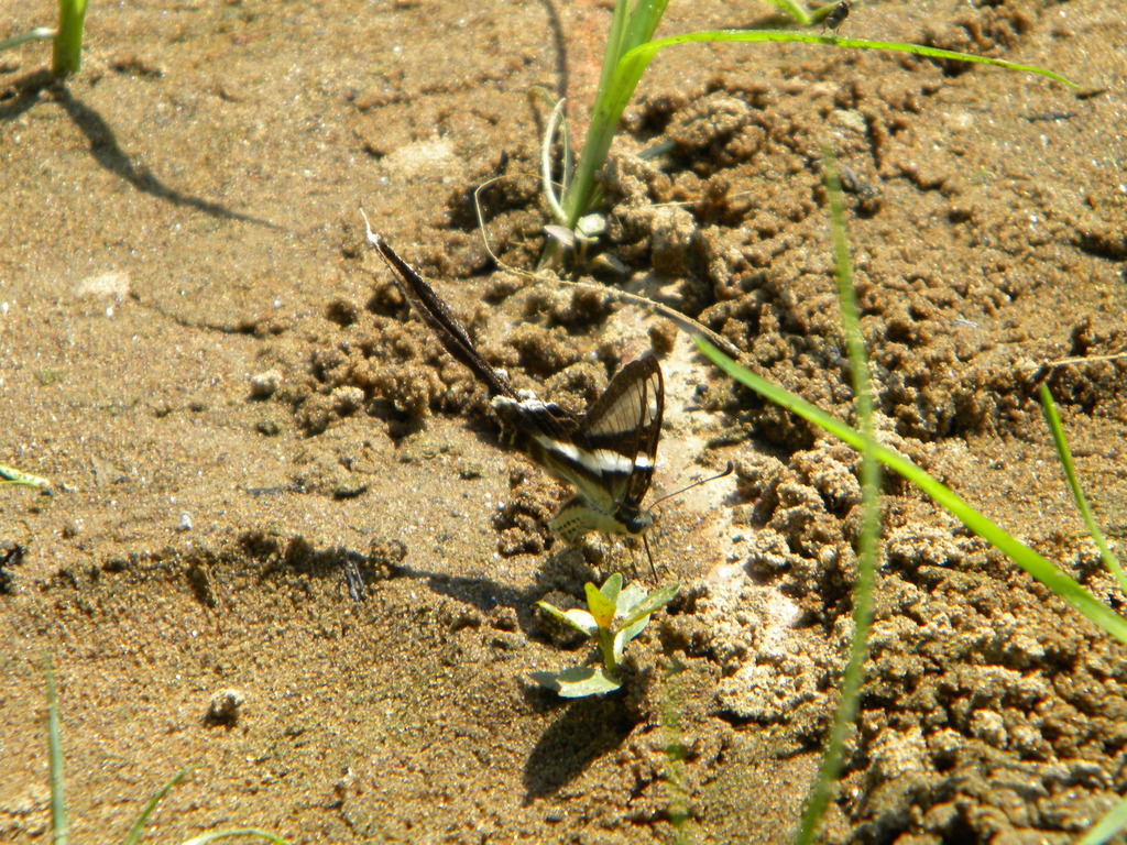 White Dragontail