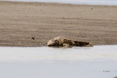 Crocodylus niloticus africanus