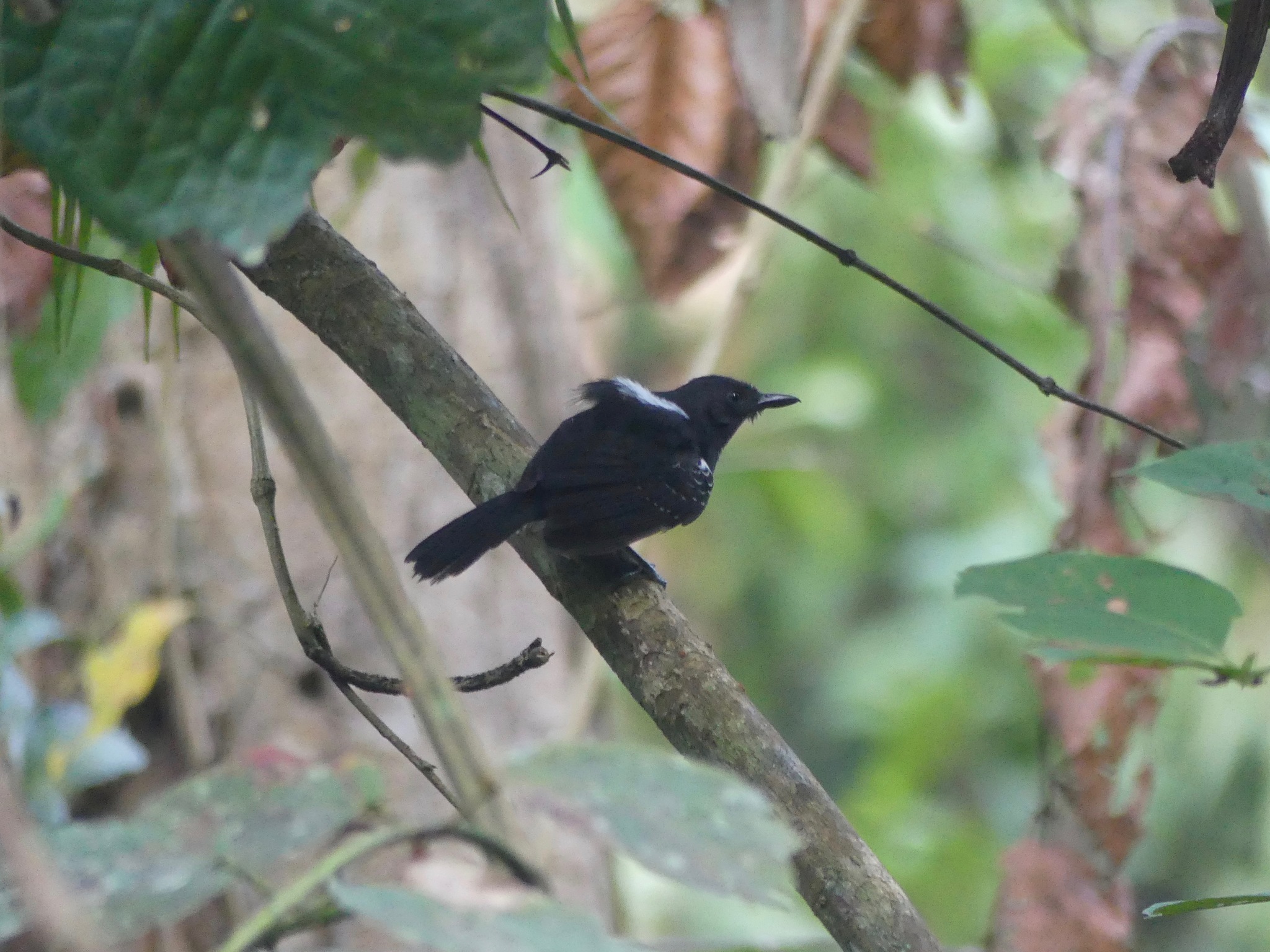 Black Antbird illustration