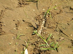 Lamproptera curius curius