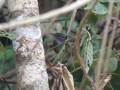 Hypocnemis peruviana