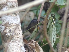 Hypocnemis peruviana