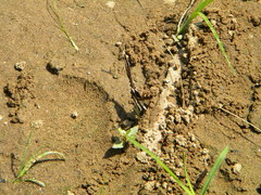 Lamproptera curius curius