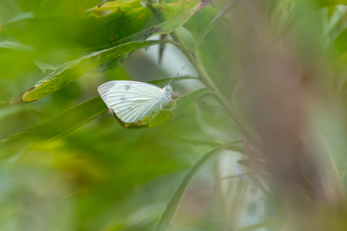 iNaturalist observation photo of Pierina