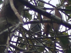 Pachyramphus