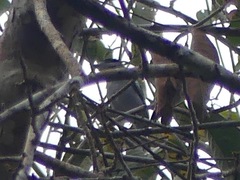 Pachyramphus