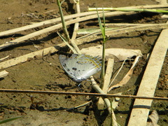 Polyura delphis