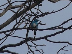 Dacnis lineata