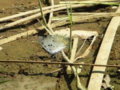 Polyura delphis