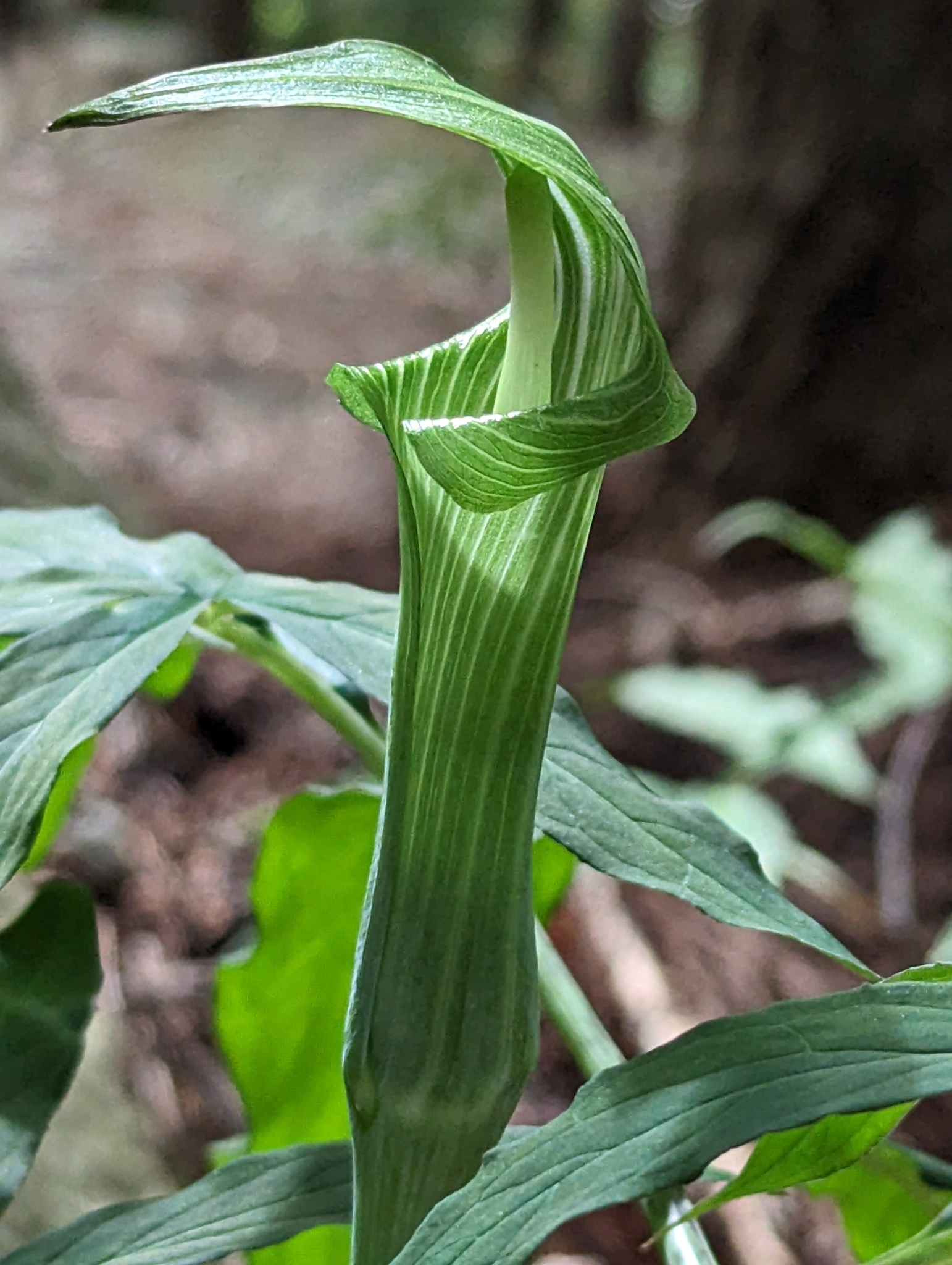 Japanese Cobra Lily (Arisaema angustatum)