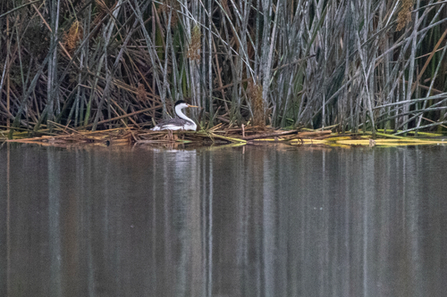 iNaturalist observation photo of Clark's Grebe