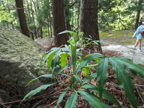 Arisaema angustatum, photograph 2