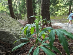 Arisaema angustatum, photograph (c) Alexander Wentworth, some rights reserved (CC BY)