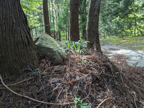 Arisaema angustatum, photograph 3