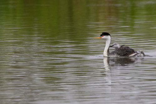iNaturalist observation photo of Western × Clark's Grebe