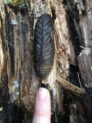 Pseudaneitea gigantea